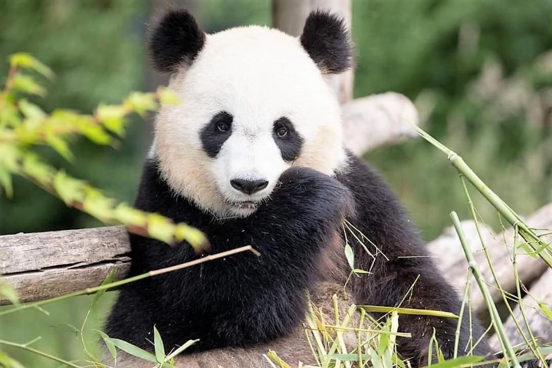 Les Bruyeres De Jeanne Et Rene Zoo De Beauval A 20Min,Chateaux Tout Inclus Fontguenand Dış mekan fotoğraf